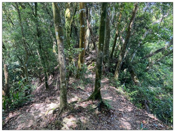 仙山古道群峰、大東勢山、上大窩山 O型縱走3060953