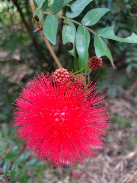 鳳鳴古道 鳳鳴山 南隘勇（南長城）古道 三湖山 八達嶺（龍骨）古道 綠色古道 延平古道2975180