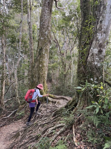 塔曼山 連走 拉拉山森林遊樂區 O繞 202510112923655