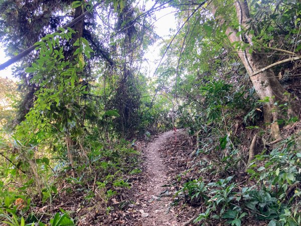 九份二山登山步道2688031