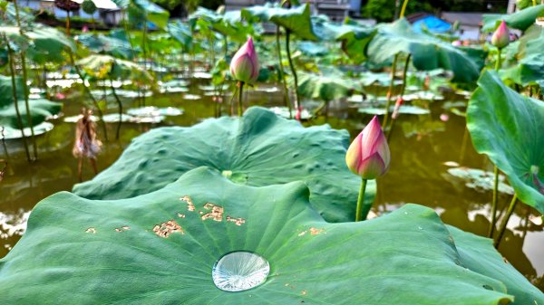 月眉坑瀑布步道.卯澳.雙柑公路2224820