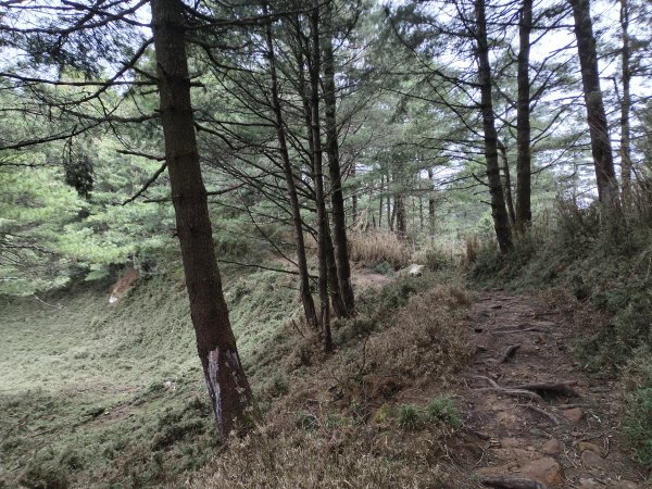 [玉山尋寶任務-08/12] 2025_0824 鹿林山步道_鹿林前山2870912