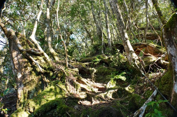 桃園 復興 復興尖山2867100