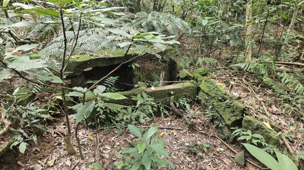 20260224興基坑古道-淡基橫斷古道-界寮縱走o型3007561