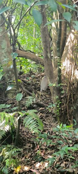 岩壁上的花、艷紅鹿子百合（22869777