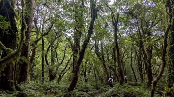 鎮西堡巨木步道群 (B區)2861139