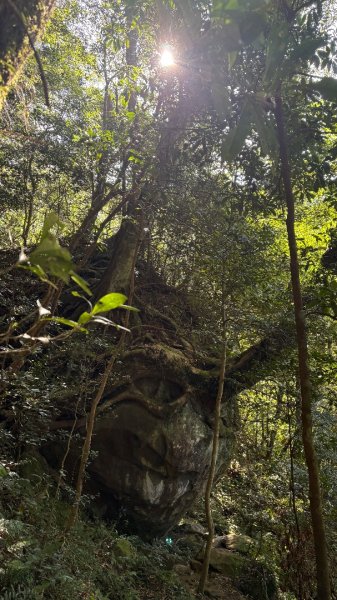 山毛櫸「最後一舞」2955256