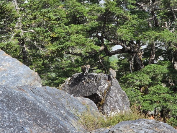 庫哈諾辛山 關山嶺山 溪頭山3135625