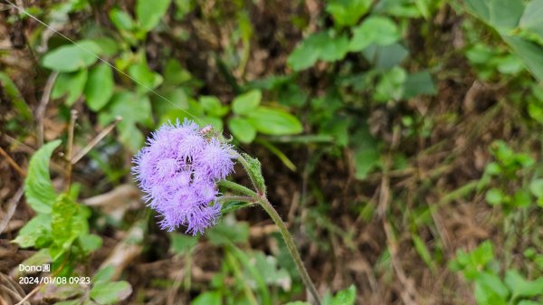 桃園復興枕頭山、薑母島O型走(角板山賞梅)2398158