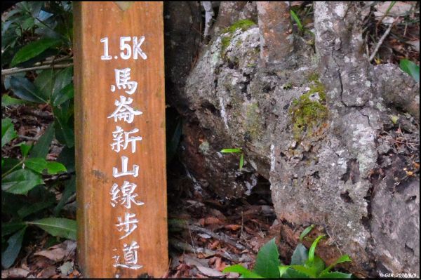 馬崙山..華麗的森林步道..谷關七雄 350431