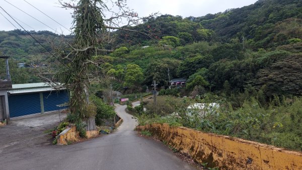 小百岳NO.5觀音山 牛港稜步道  硬漢嶺   楓櫃斗湖登山步道2090114
