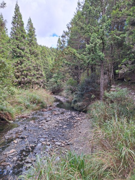 觀霧之榛山O型202411232653965