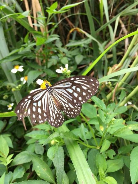 雙流國家森林公園303743