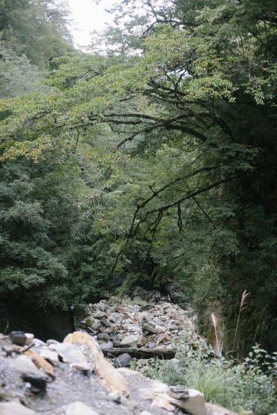 漫行百岳．最美高山草原‧能高安東軍1273746