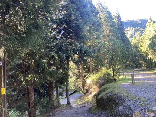 觀霧森林遊樂區（榛山及檜山巨木步道）3060132