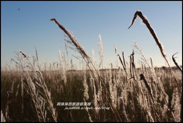 季節限定蘭陽溪畔甜根子草的銀白世界489304