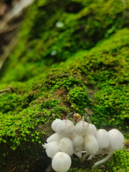 #64小百岳崁頭山、獅額山2528574
