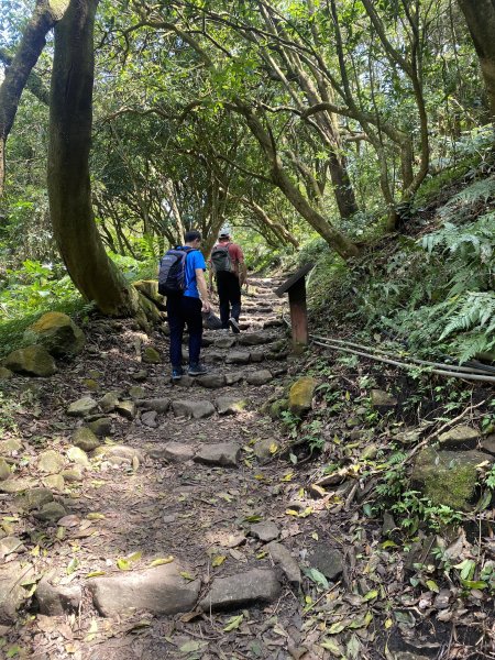 如墨暈染的春日邂逅｜中山樓墨染櫻 × 北投步道探花記2853892