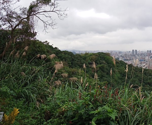 《輕鬆漫遊四獸山市民森林》象、獅、豹、虎1222706