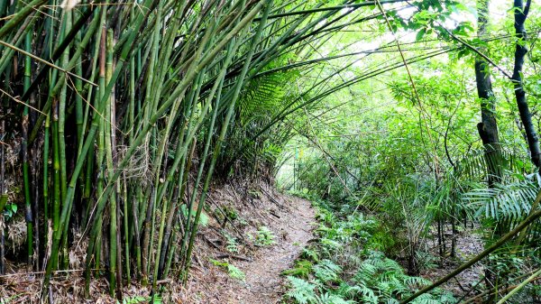 蛇子形古道。美廠產能完售2784741