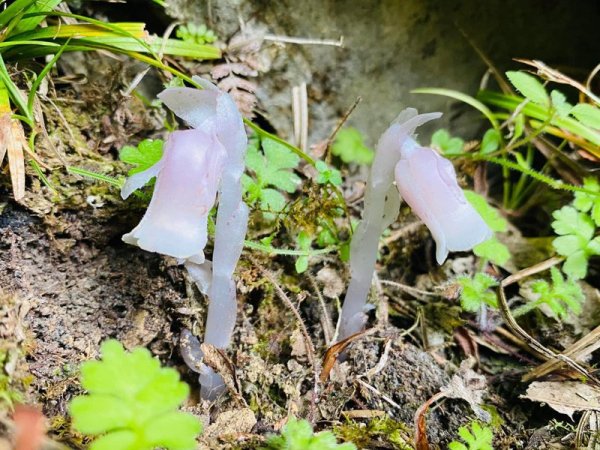 【植物】雨後「阿里山小精靈」水晶蘭探出頭 這些地方可見