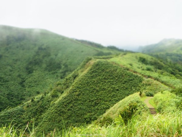 《新北》草原牛群｜貢寮桃源谷步道(內寮線)201805172887812