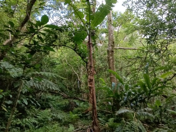 雙溪區盤山坑古道+過火坪古道O型2882377