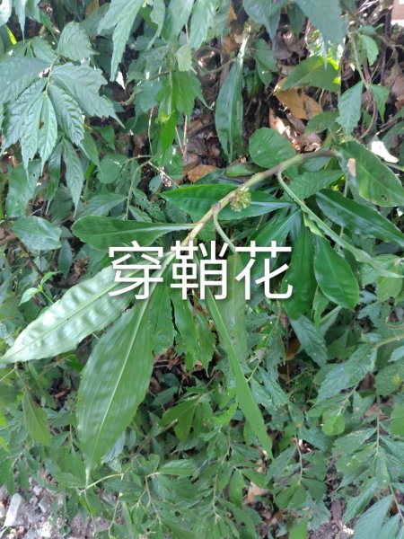 唐麻丹山 蝴蝶谷2918837