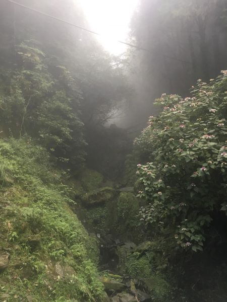 觀霧檜山巨木森林步道171734