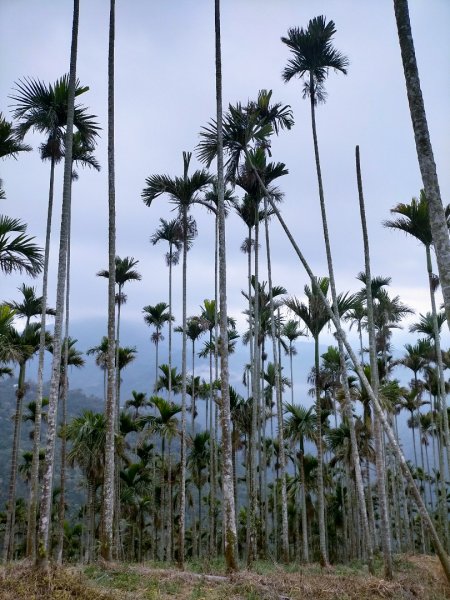 阿拔泉山/觀音石山/紅楠坑山/獨立山 環狀2963285