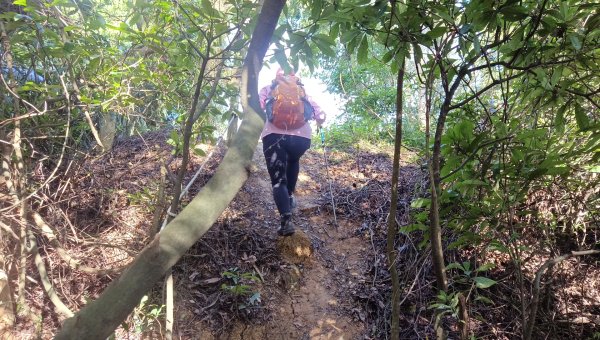 (姨婆趴趴走)第四十五集:新竹竹東三山（新具庄山、樹杞林山、員崠子山）環狀縱走2662252