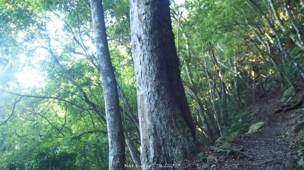 《苗栗》遺世鐵道｜悠遊加里山大坪支線至避難山屋202508222867495