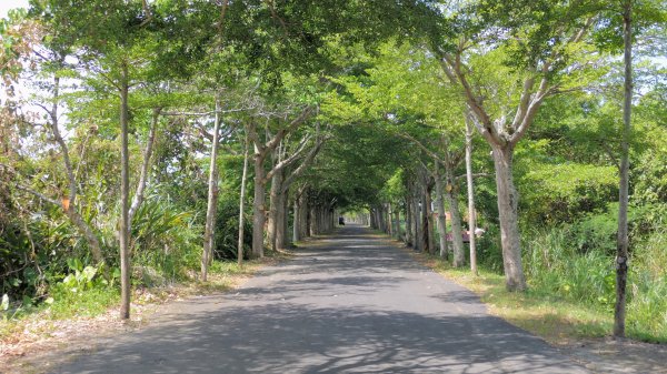 頭城綠色隧道,八角瞭望台2549364