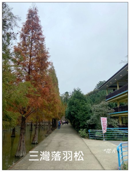 三灣落羽松秘境2676766