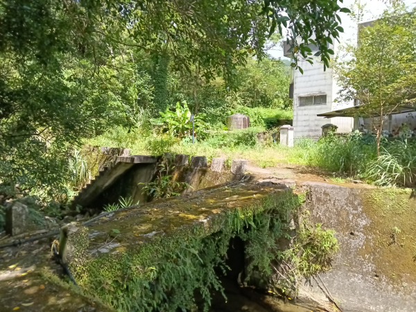 坪林區大舌湖漁光國小通學古道(保甲路古道)去回+大舌湖