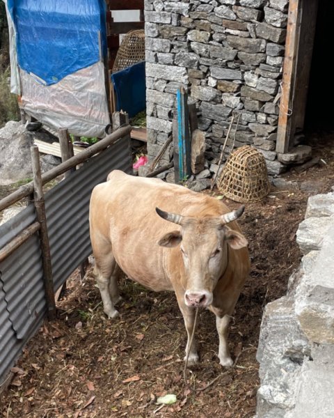 尼泊爾EBC馬牛螺羊動物寫真-山屋-協作-美食2789005