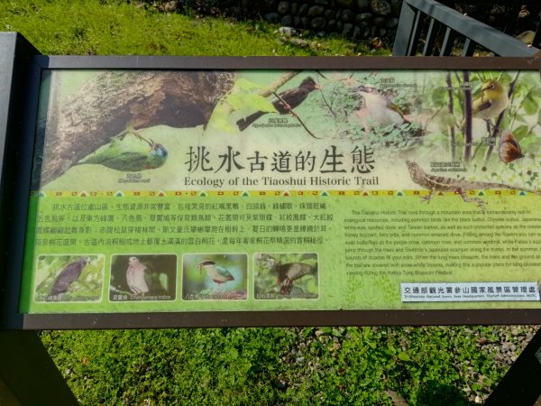 藤山步道登樟普寮一等三角點+挑水古道2749494