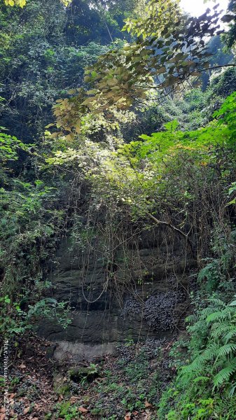 《台中》郊山飆汗｜潭子新田登山步道上聚興山O繞202510042904449