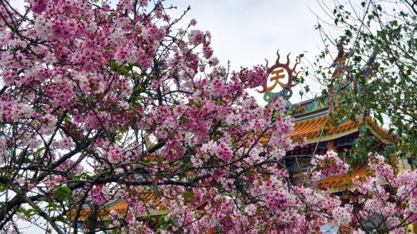 #天元宮 #吉野櫻 #頂湖小鎮 #紫藤 3/283024008