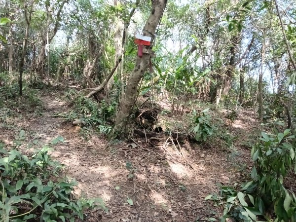 基隆市/萬里區界寮縱走之三界山+三界山西峰+開眼尖山+七分寮山+瑪七產道山泉水接水亭2979557