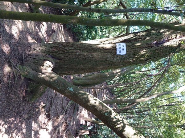 微笑山線之鳶山任務2855526