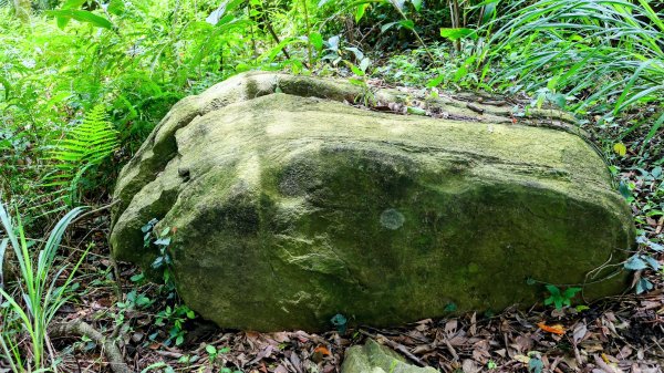 微笑山線百年大榕樹段2848418