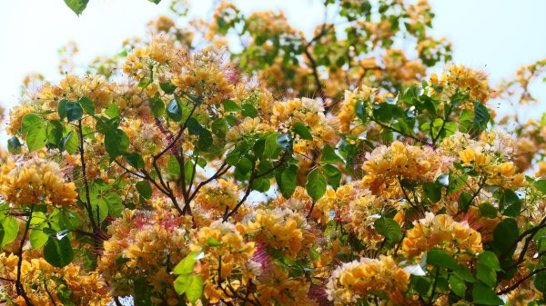 加羅林魚木,松菸文創園區3038156