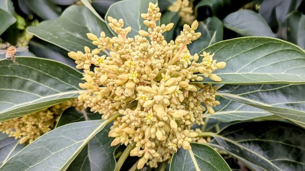 南迴與巴塱衛山2720479