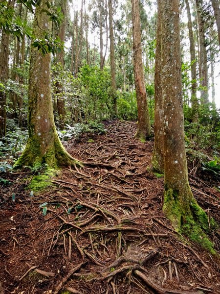 野馬瞰山步道-2025森遊竹縣皮皮獅探險隊2895229