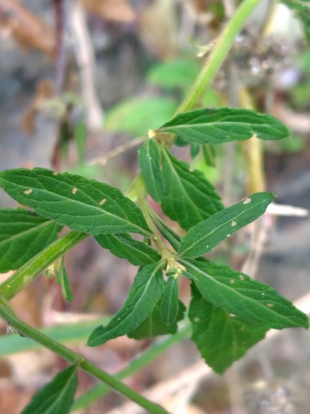 守關山南峰 守關山 守城大山2919127