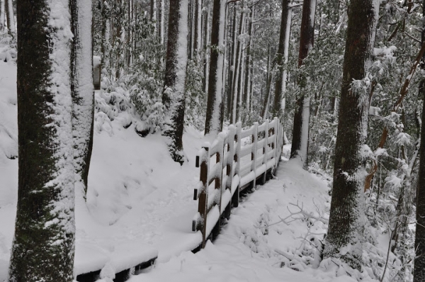 東眼山國家森林遊樂區 賞雪趣 30113