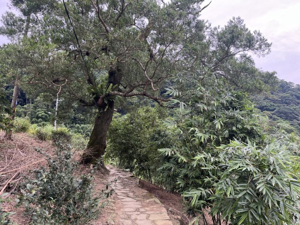 [微笑山線_第七段] 2025_0708 二格山系_銀河洞越嶺2832856