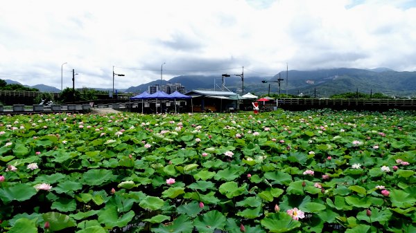 金山荷花池2181725