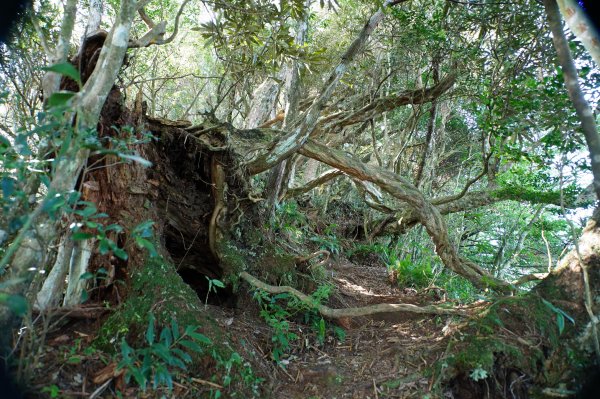 新竹 尖石 貴妃山、那結山2913599